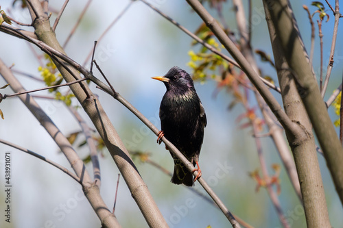 a starling on the tree, Sturnus vulgaris