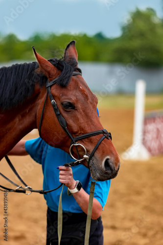Portrait of a chestnut sports horse in show jumping competition. © Serhii