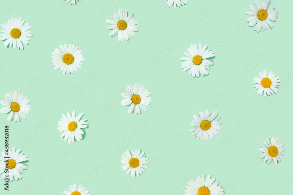 Funky pattern created with natural white daisy flowers heads against pastel green background. Optimistic and minimal modern arrangement.
