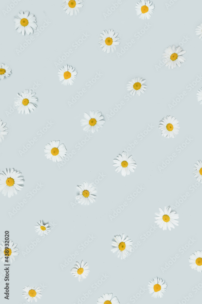 Optimistic and minimal modern floral arrangement. Cool pattern created with natural white daisy flowers heads against pastel gray background. Optimistic and minimal modern floral arrangement. Cool pattern created with natural white daisy flowers heads against pastel gray background.