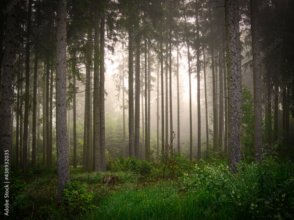 Obraz premium Morgennebel im Wald