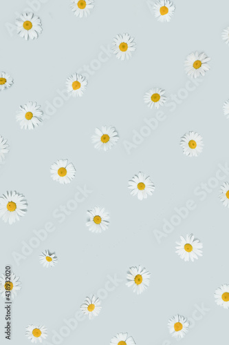 Optimistic and minimal modern floral arrangement. Cool pattern created with natural white daisy flowers heads against pastel gray background.