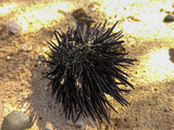 Sea urchin shell on the beach. Dead water animal with sharp spikes. Tropical climate in Cape Verde. Selective focus on the object, blurred background.