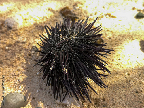 Sea urchin shell on the beach. Dead water animal with sharp spikes. Tropical climate in Cape Verde. Selective focus on the object, blurred background. © juste.dcv