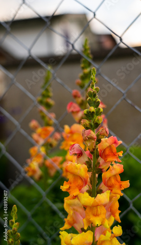 flowers on a fence