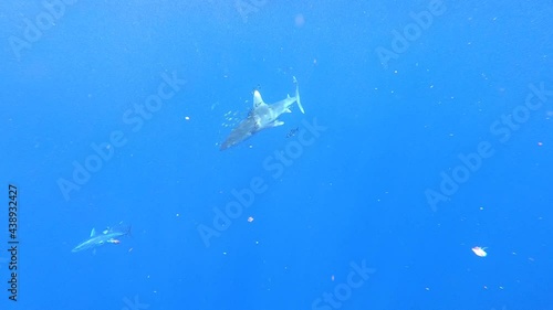 Wallpaper Mural Shark wounded by plastic fishing net swims in search of tuna fish against blue background of underwater ocean abyss, surrounded by school of fish. Plastic pollution. Ecological disaster in the wild. Torontodigital.ca