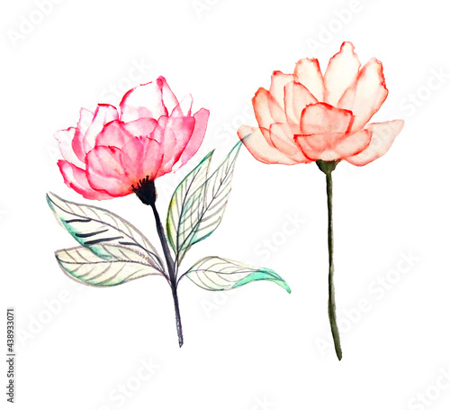 Fiori ad acquerello, isolati su sfondo bianco