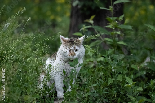 Street cat