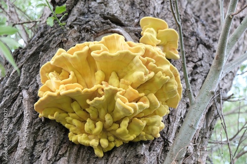 Laetiporus sulphureus is a species of bracket fungus. Its common names are crab-of-the-woods, sulphur polypore, sulphur shelf, and chicken-of-the-woods. Young specimens are edible and tasty.  photo