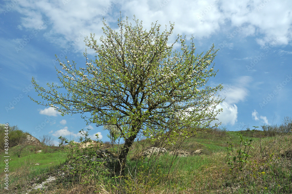Fototapeta premium Lonesome flowering tree on a mountain slope on a background of s