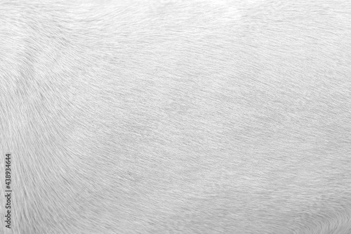 Soft texture white gray background of furry dog close up