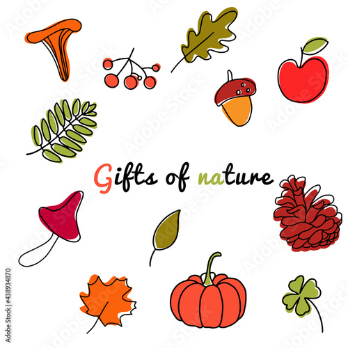 Autumn forest collection of pumpkin, bump, maple,oak leaves,chanterelle mushrooms,plants,acorns and mountain ash isolated  on white background.Autumn forest foliage