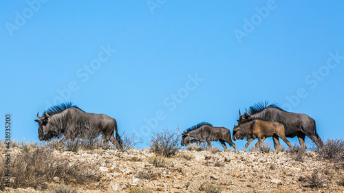 Four Blue wildebeests walking on top of the dune in Kgalagadi transfrontier park  South Africa   Specie Connochaetes taurinus family of Bovidae