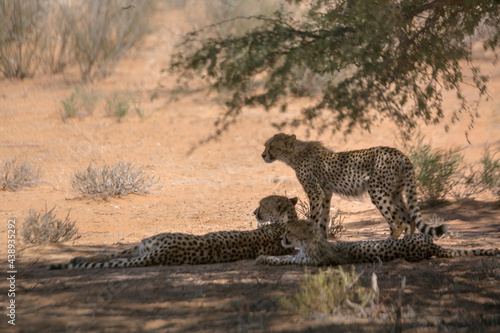 Cheetah female and two cubs in tree shadow in Kgalagadi transfrontier park, South Africa   Specie Acinonyx jubatus family of Felidae © PACO COMO