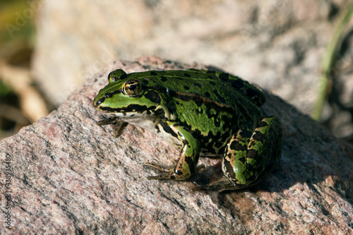 Green european frog on a rock with light coming from the left