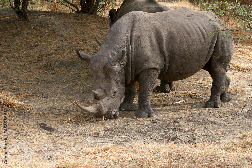 rhinoceros Blanc (ceratotherium simum) rhinoceros Blanc (ceratotherium simum)