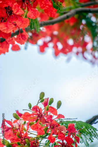 The background image of Delonix regia flowers 