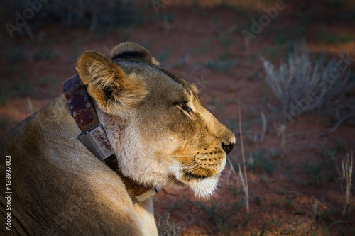 African lioness portrait with radio collar in Kgalagadi transfrontier park, South Africa; Specie panthera leo family of felidae photo