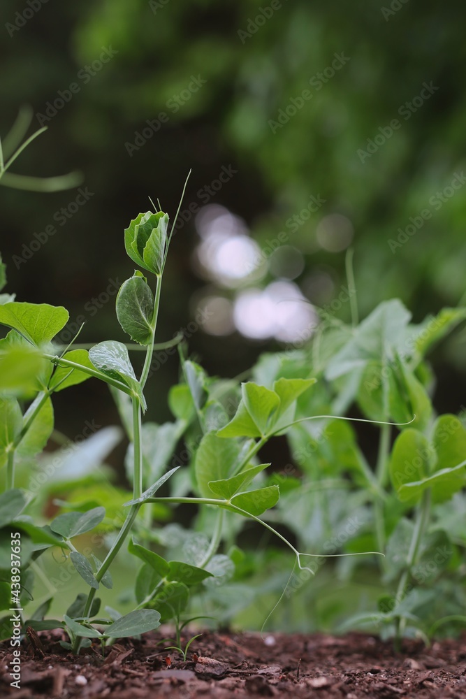 Growing Green Pea in Fertile Soil during Spring. Sprout of Pisum Sativum in the Garden. Growing Green Pea in Fertile Soil during Spring. Sprout of Pisum Sativum in the Garden.