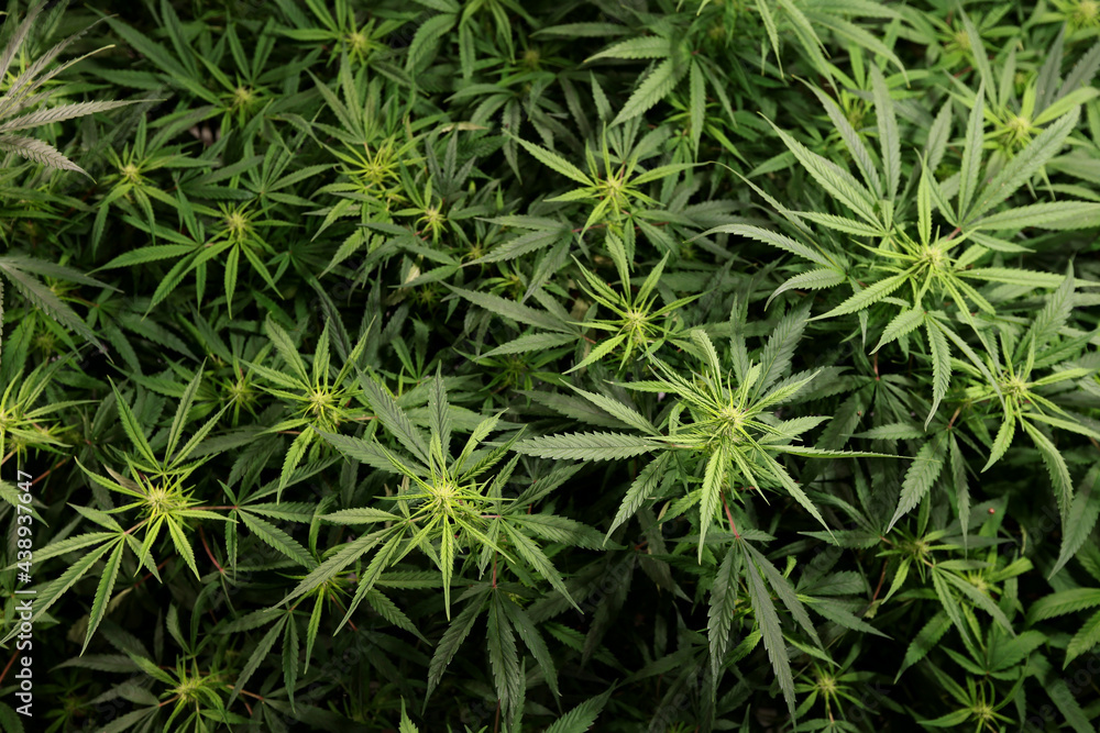 Top view Medical Cannabis Sativa plants growing under LED lighting indoors. Close Lab system.legal light drugs prescribe, alternative remedy or medication , medicine concept selective focus Top view Medical Cannabis Sativa plants growing under LED lighting indoors. Close Lab system.legal light drugs prescribe, alternative remedy or medication , medicine concept selective focus