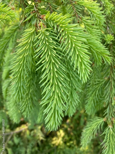 young green spruce twigs close up