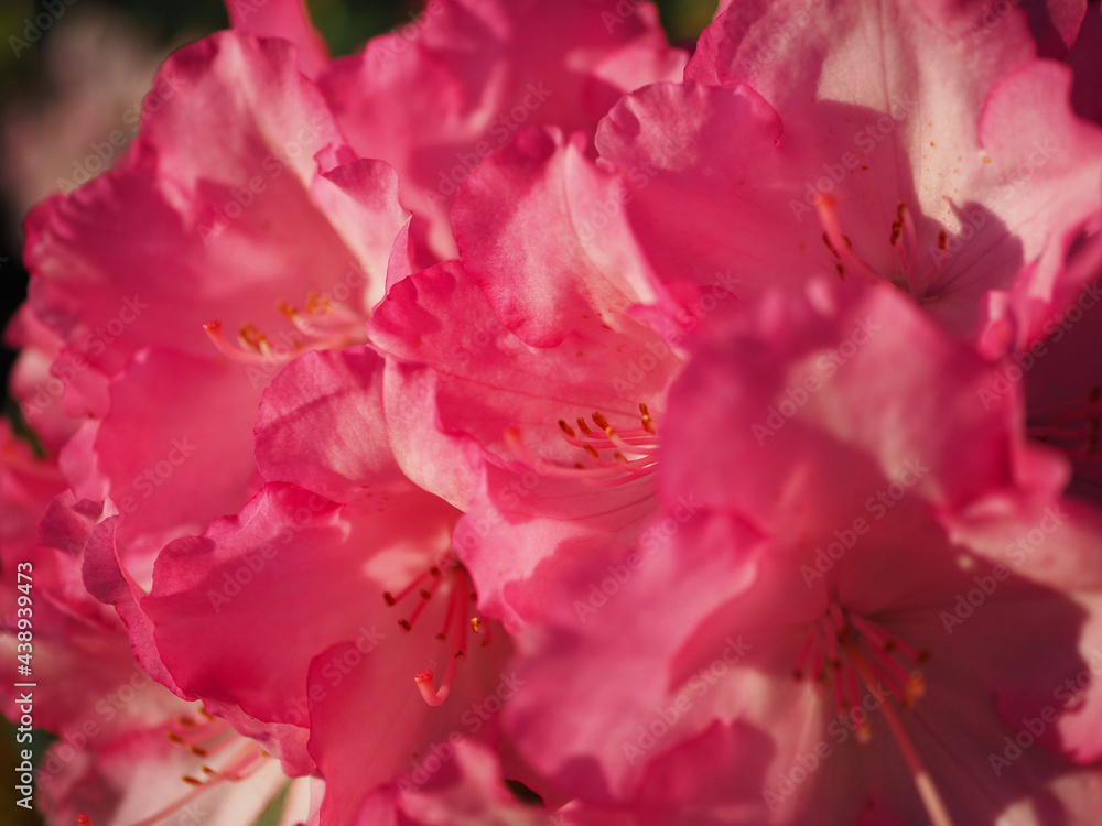 Rhododendronblüte Rhododendronblüte