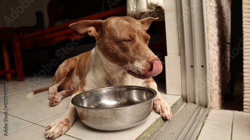 Brown and white dog is eating a that is stance fierce and aggressive. photo