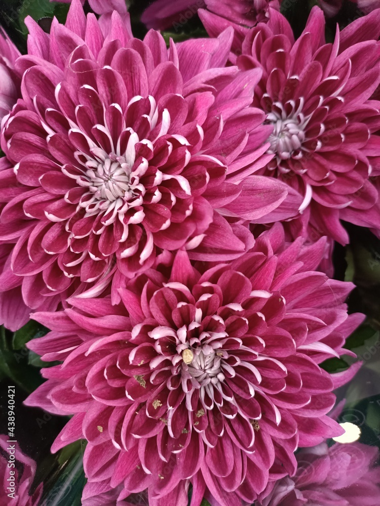 Close-up of a bouquet of purple chrysanthemums. Close-up of a bouquet of purple chrysanthemums.