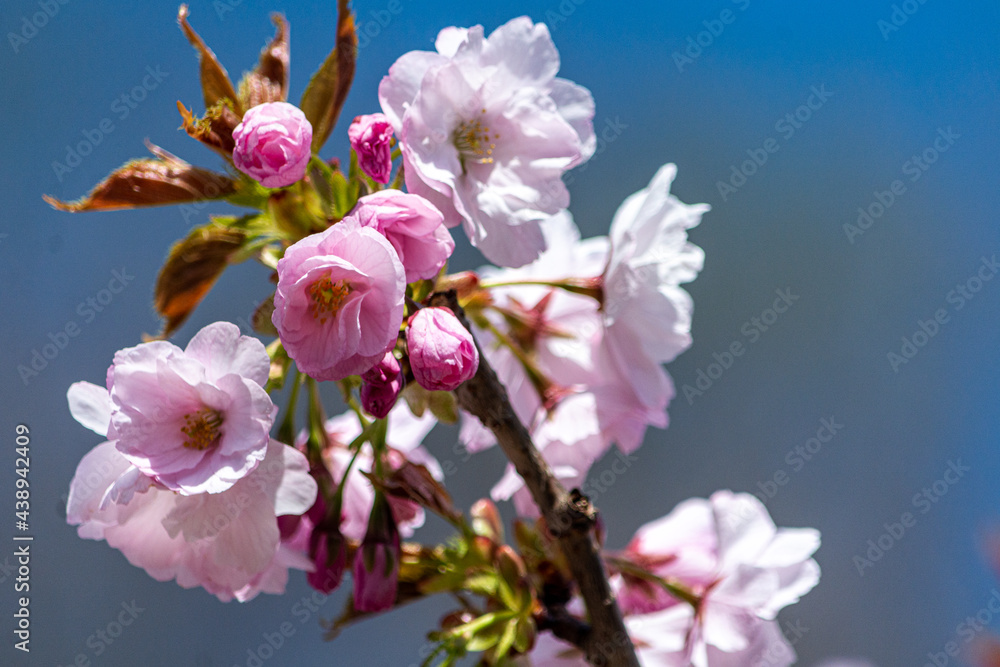 Fototapeta premium 青い背景に浮かぶ八重桜