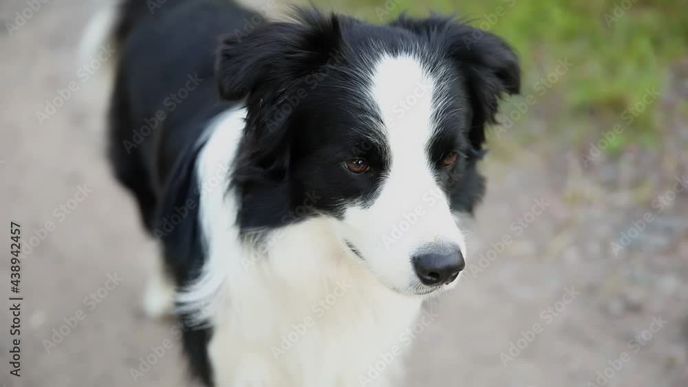 Outdoor portrait of cute smiling puppy border collie sitting on park background. Little dog with funny face in sunny summer day outdoors. Pet care and funny animals life concept Outdoor portrait of cute smiling puppy border collie sitting on park background. Little dog with funny face in sunny summer day outdoors. Pet care and funny animals life concept