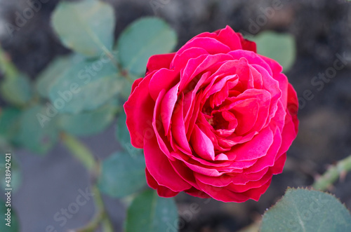 Beautiful pink roses blooming on a summer day.
