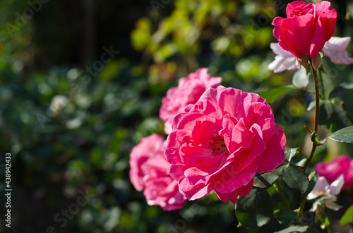 Beautiful pink roses blooming on a summer day.