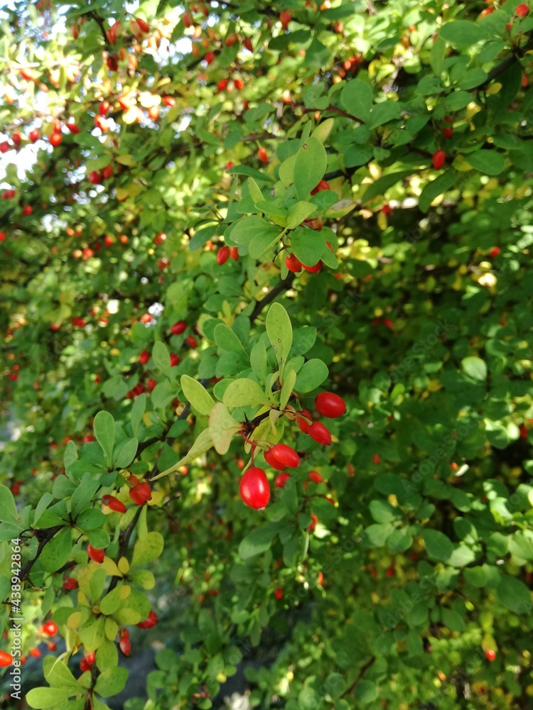 autumn fall berries on branch