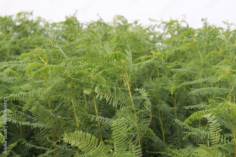 green colored dhaincha tree plant green colored dhaincha tree plant