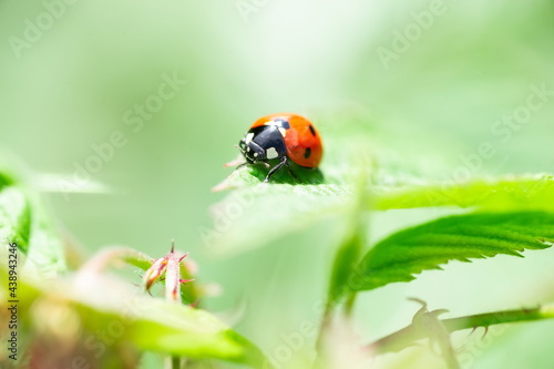 Ladybug (Coccinellidae) on a stick..