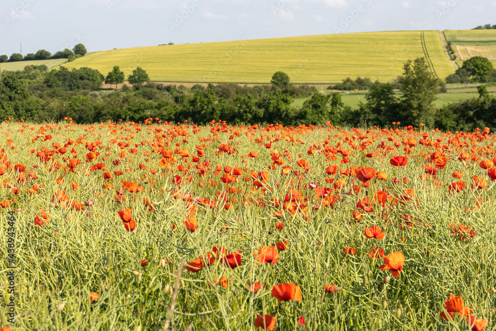 Obraz premium Mohnwiesen färben die schöne Landschaft rot - ein Traum voller Blüten