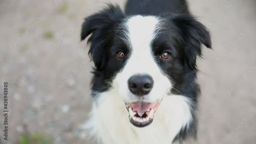Outdoor portrait of cute smiling puppy border collie sitting on park background. Little dog with funny face in sunny summer day outdoors. Pet care and funny animals life concept Outdoor portrait of cute smiling puppy border collie sitting on park background. Little dog with funny face in sunny summer day outdoors. Pet care and funny animals life concept