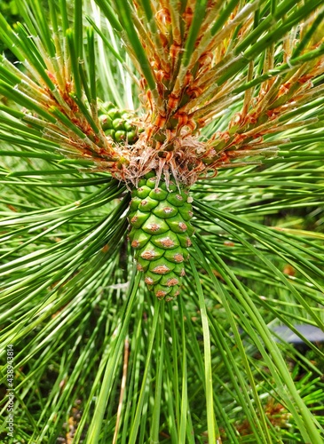 pine tree branch