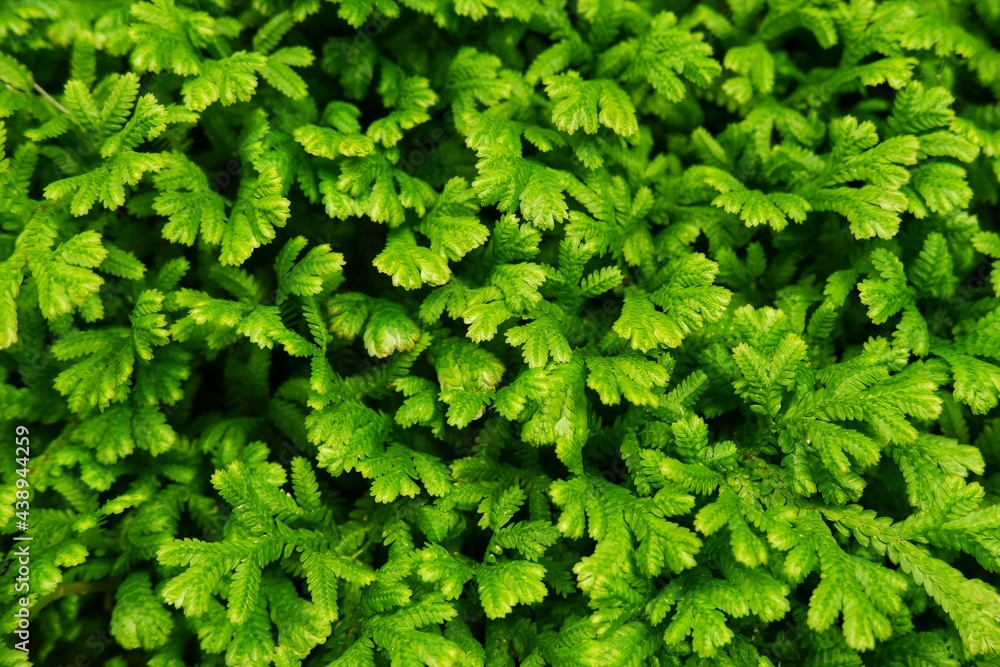 Green fern on natural daylight on blurred background Green fern on natural daylight on blurred background