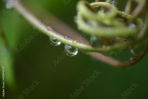 Close up drop of water in plants.