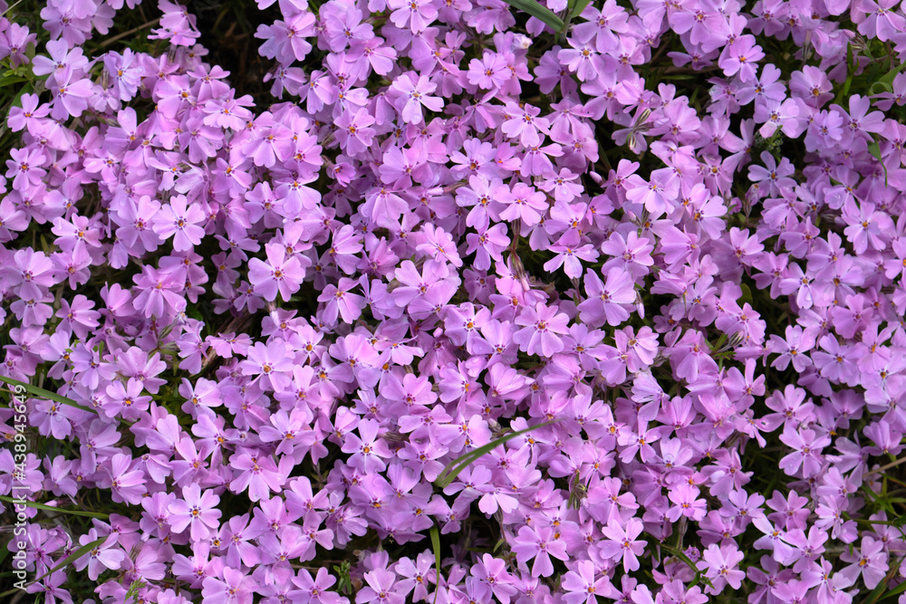small violet moss phlox flowers background texture