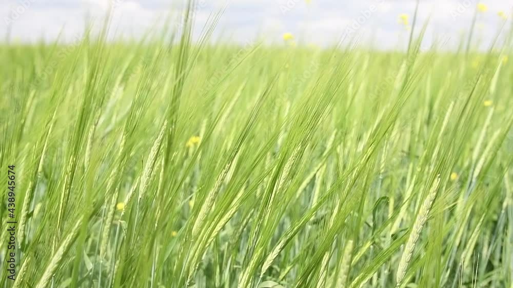 ipening crops under the warm sun. Wind sways thick barley in a field creating waves. ipening crops under the warm sun. Wind sways thick barley in a field creating waves.