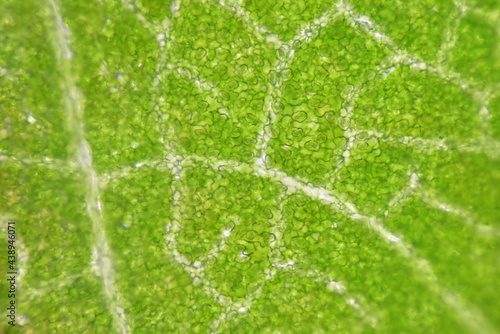 close up Stomatas of plants cells.