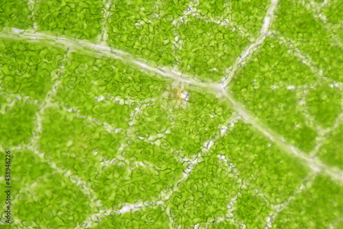 close up Stomatas  of plants cells. photo