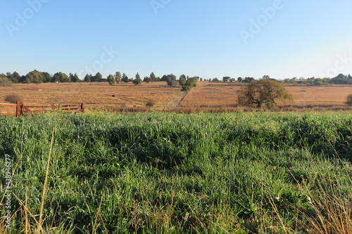 Bright green oats and clover plantation field with flowers in bloom, surrounded by dull brown winter grasslands under a blue sky in South Africa. Scenic countryside photo 