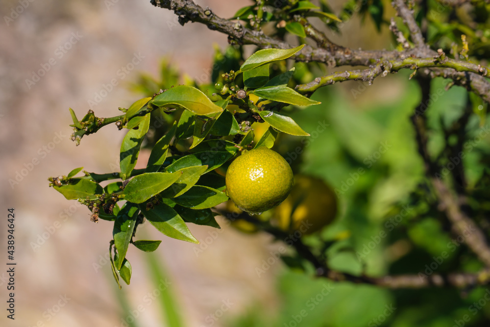 Heranreifende Zitronen an einem Zitronen-Baum