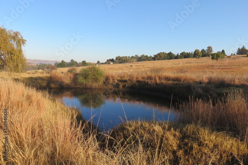 Long dry brown grass and reeds around a dam, casting a mirror reflection onto the still water, with a winter's farm grass field landscape in the background under blue sky at sunrise in South Africa