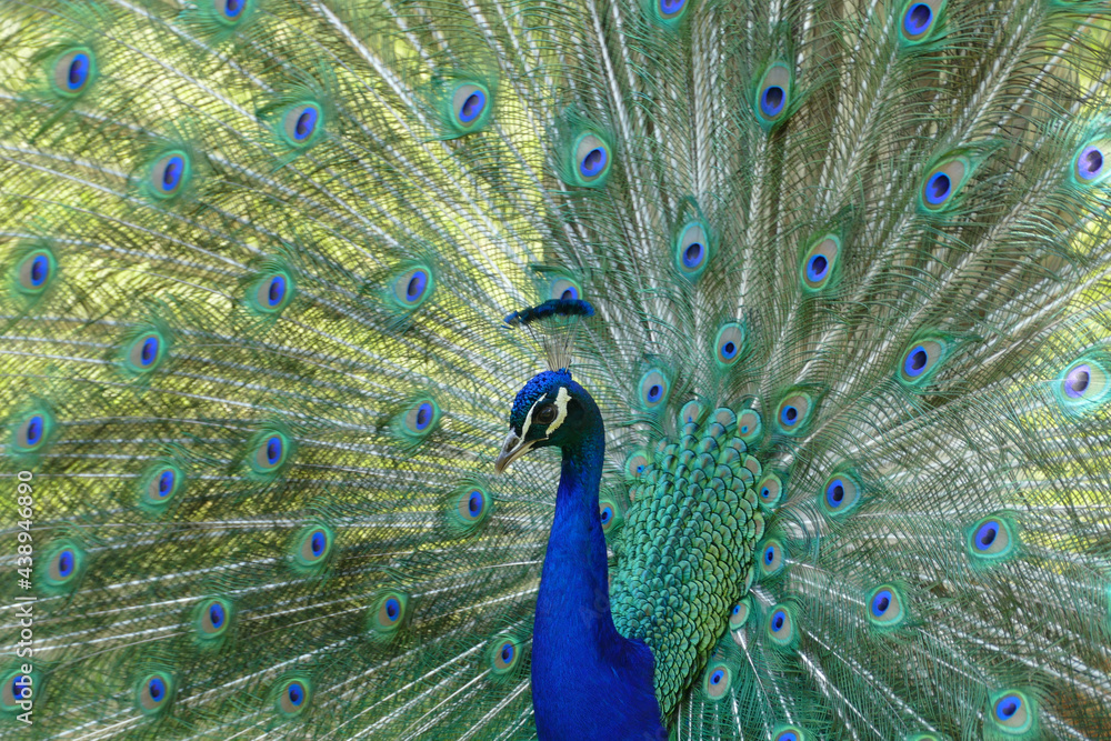Obraz premium Peackock half profile open feathers, courting., showing peacock`s fan.