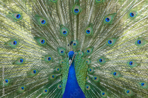 Peacock courting showing peackock`s fan 