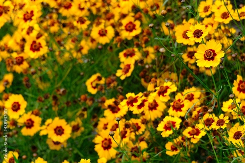  yellow flowers